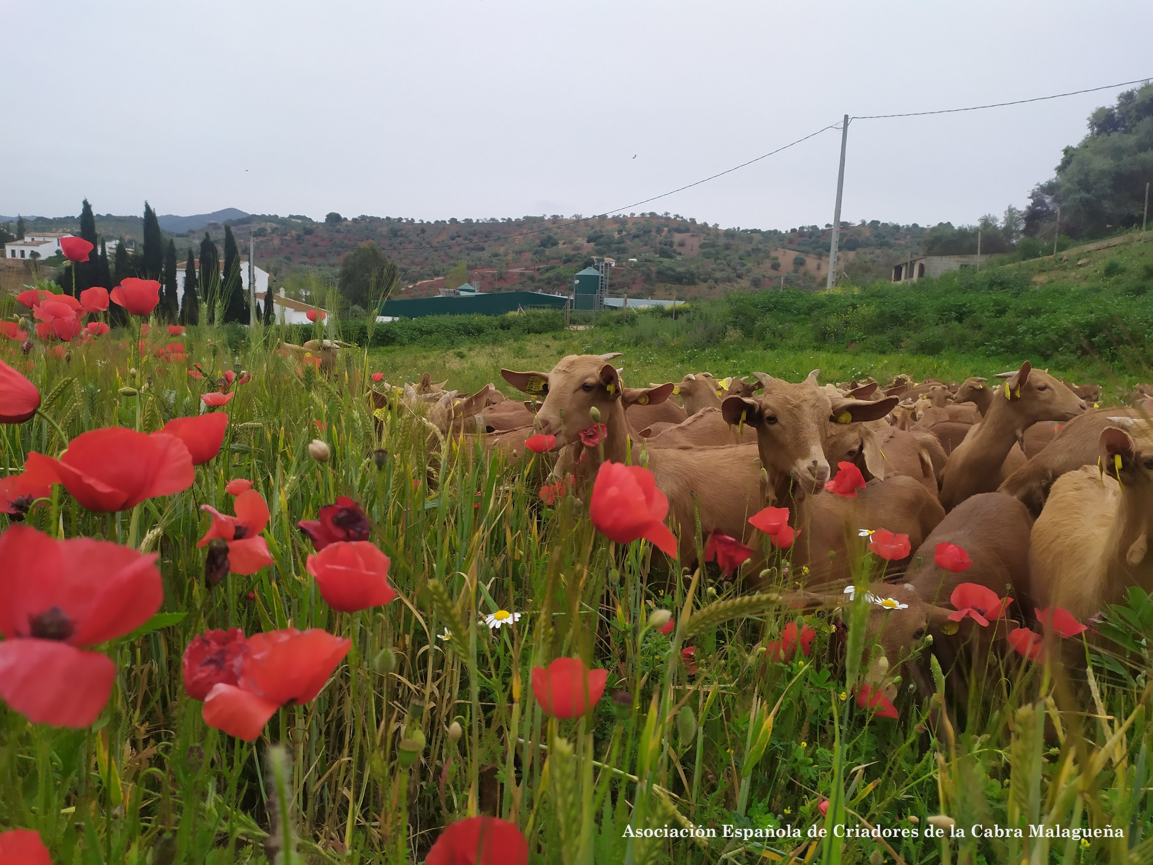 Imagen cedida por la Asociación Española de Criadores de la Cabra Malagueña.