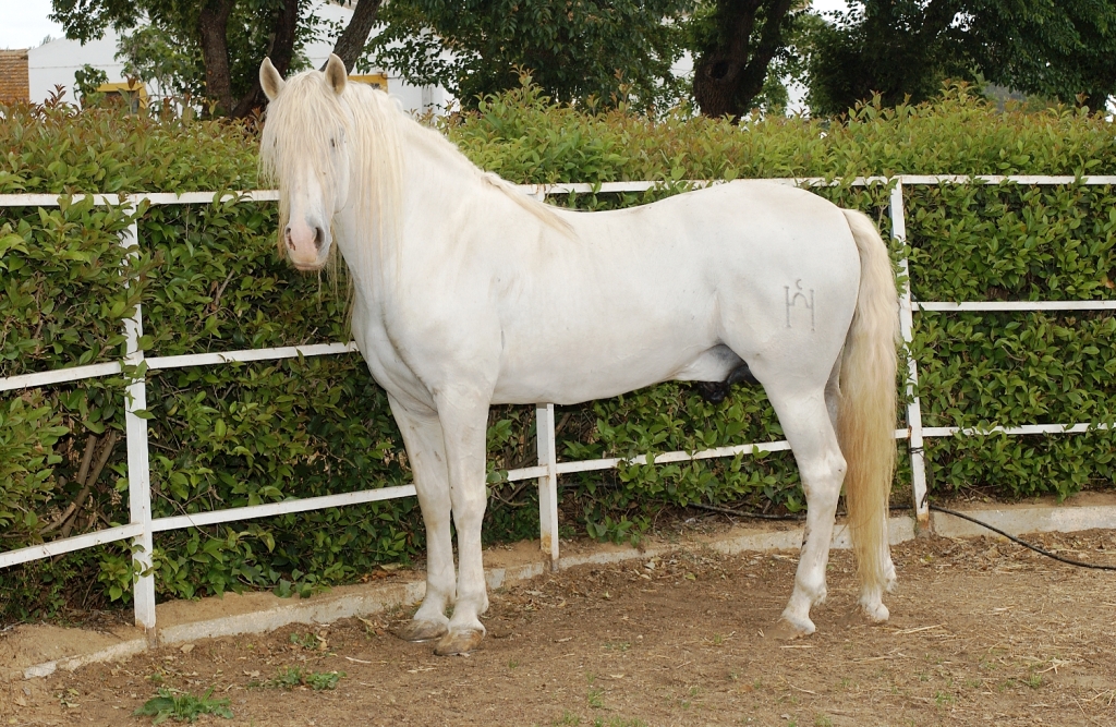 Sexo: Macho; <br/>Comentario: Fuente MAGRAMA