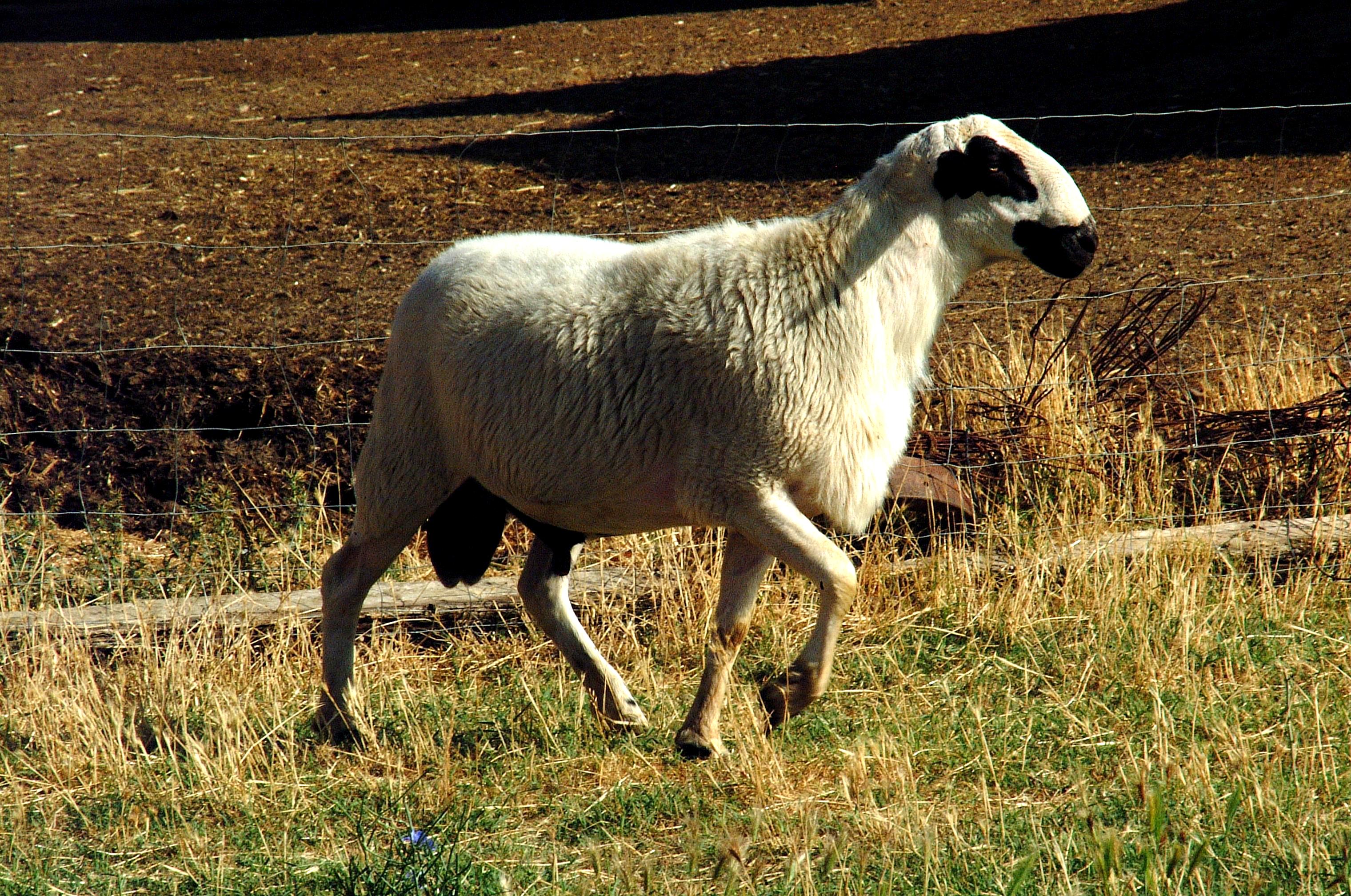 Sexo: Macho. <br/>Imagen facilitada por la Asociación Nacional de Criadores de Ganado Ovino Selecto de raza Churra (ANCHE).