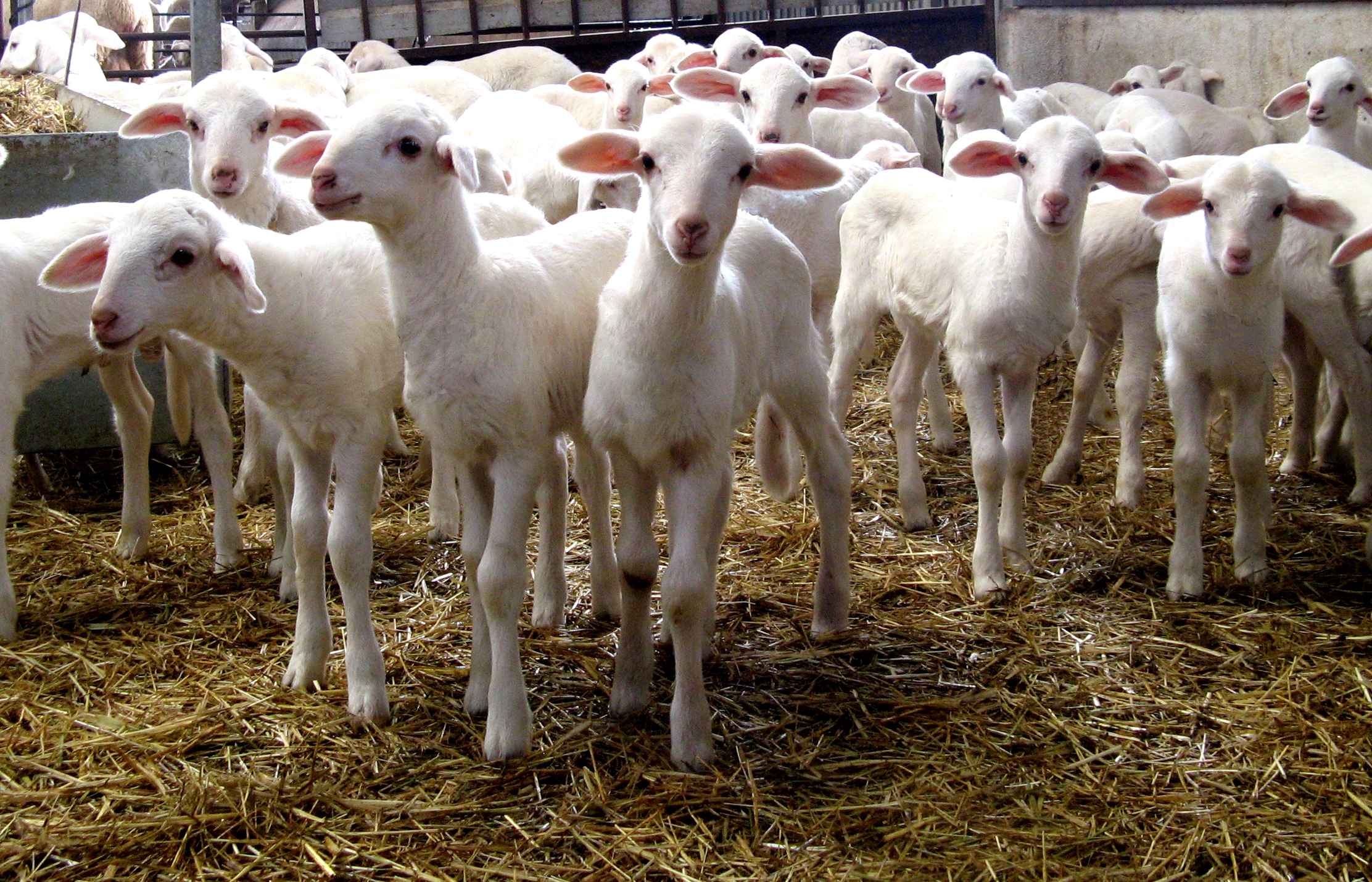 Autor: Asociación Nacional de Criadores de Ganado Ovino Selecto de raza Manchega (AGRAMA).<br/>Año:2012.<br/>Comentarios: grupo de corderos