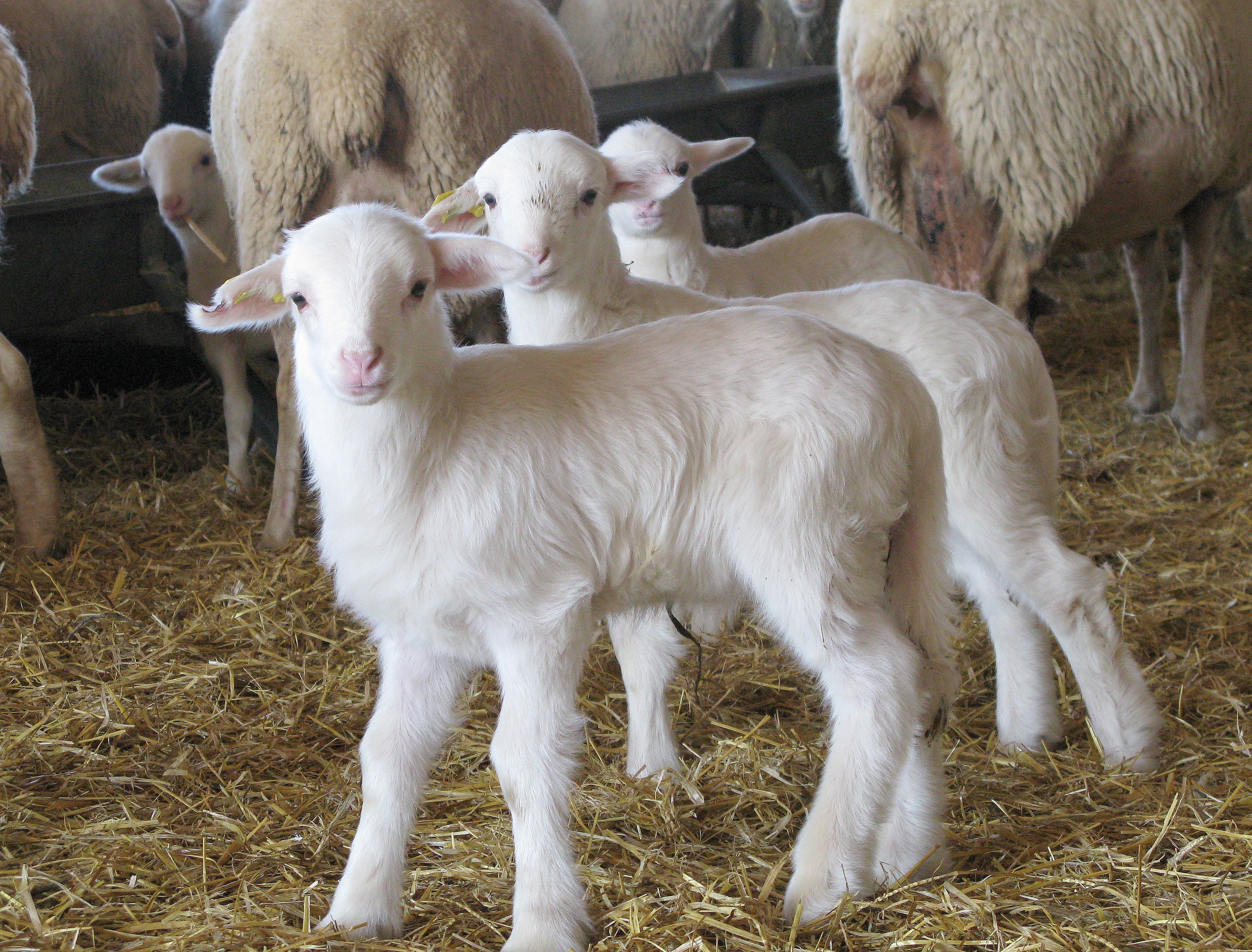 Autor: Rosa Castillo.<br/>Año: 2008.<br/>Corderos de Raza Navarra en su explotación de origen.<br/>Imagen facilitada por la ASOCIACION DE...