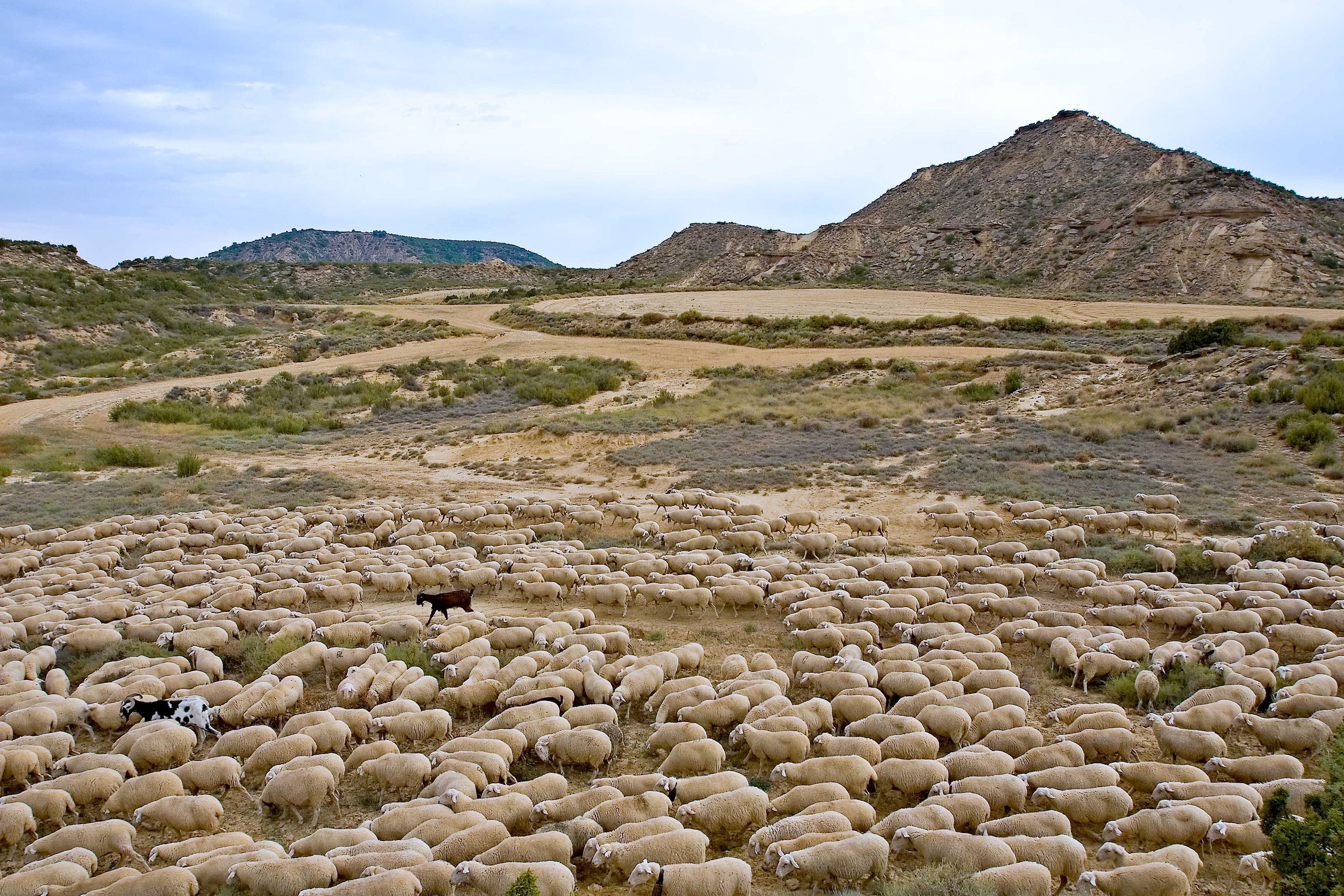 Autor: ASOCIACION DE CRIADORES Y SELECCIONADORES DE OVINO DE RAZA NAVARRA (ARANA).<br/>Año: 2006.<br/>Comentario: Rebaño de ovino de Raza Navarra...