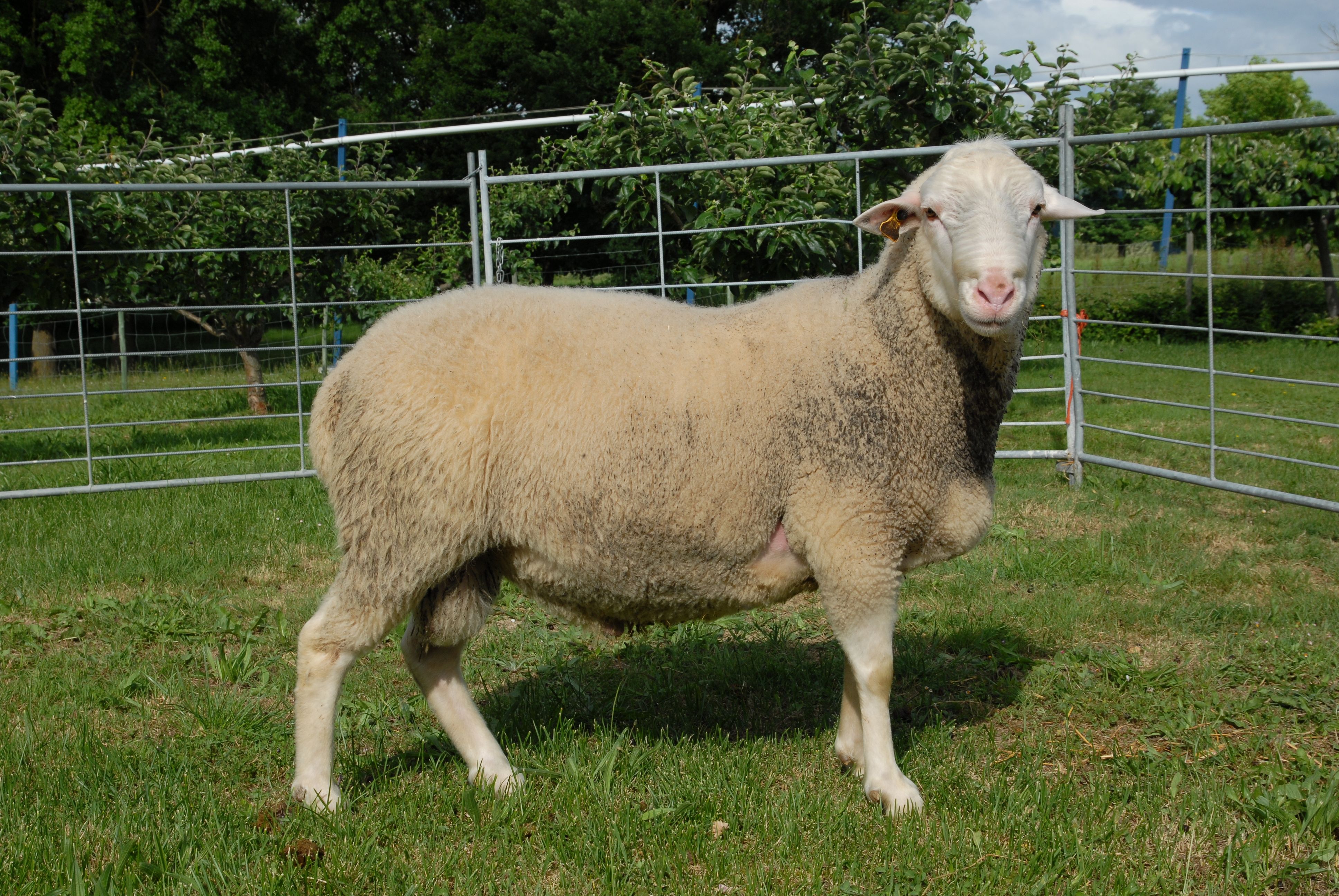 Autor: Amaia Rodrigo.<br/>Año: 2009.<br/>Sexo: Macho.<br/>Comentario: Macho de raza Navarra del Centro de Inseminación.<br/>Imagen facilitada por...