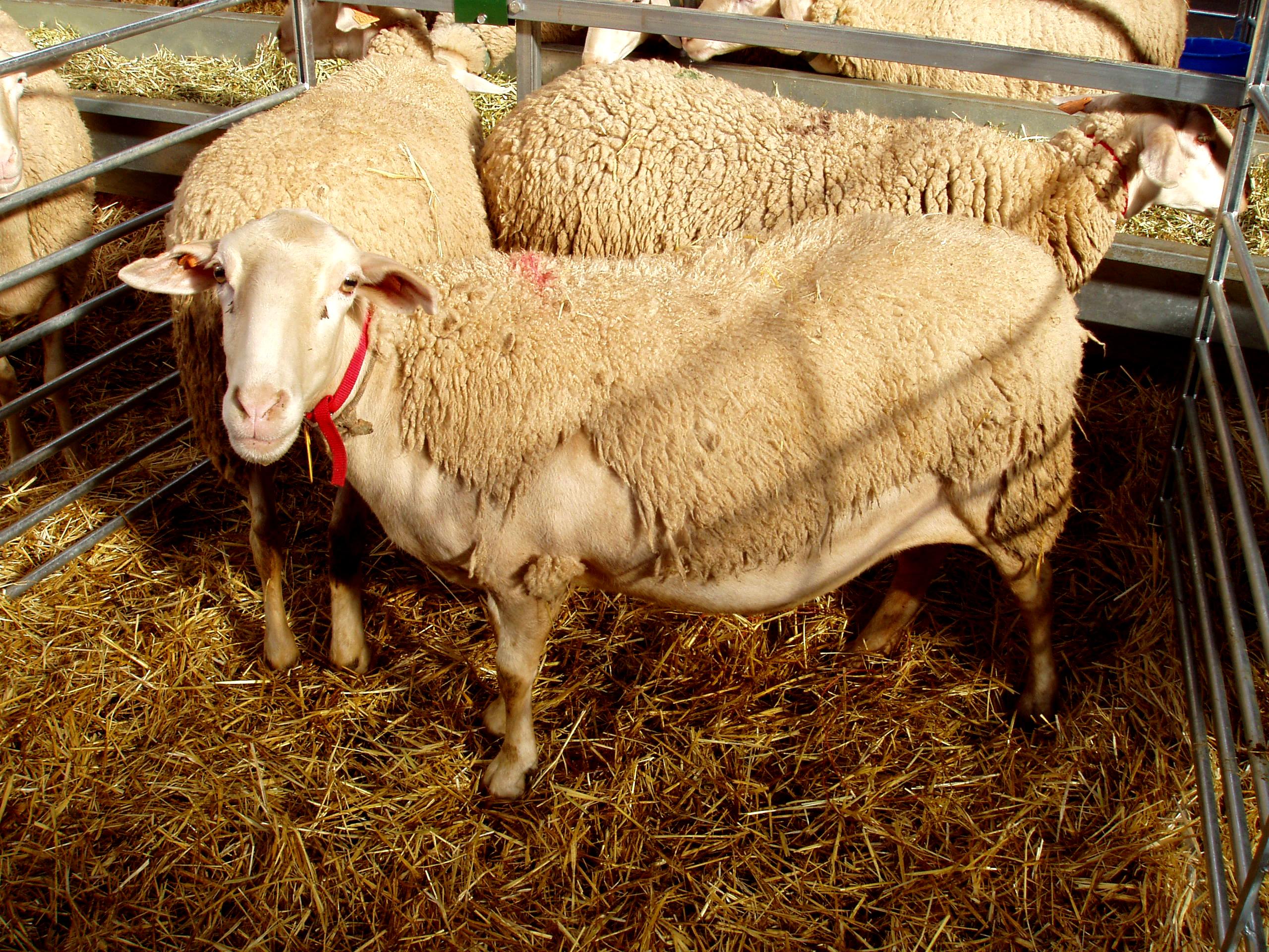 Autor: Ángel Manuel Macias Lacarta<br/>Año: 2004.<br/>Sexo: Hembra.<br/>Imagen facilitada por la Asociación Nacional de Criadores de ganado Ovino...