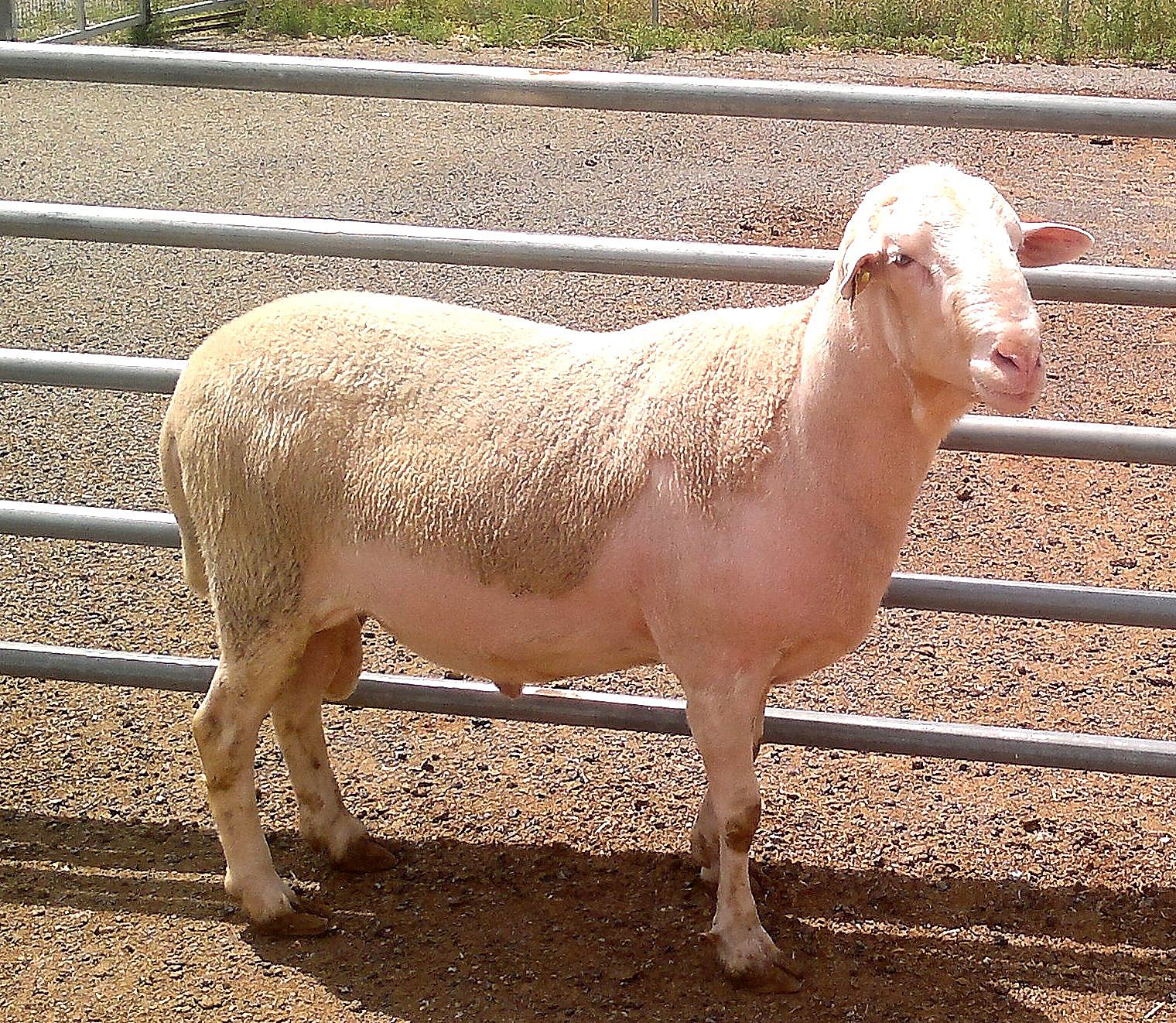 Autor: Ángel Manuel Macias Lacarta<br/>Año: 2011.<br/>Sexo:Semental.<br/>Imagen facilitada por la Asociación Nacional de Criadores de ganado Ovino...