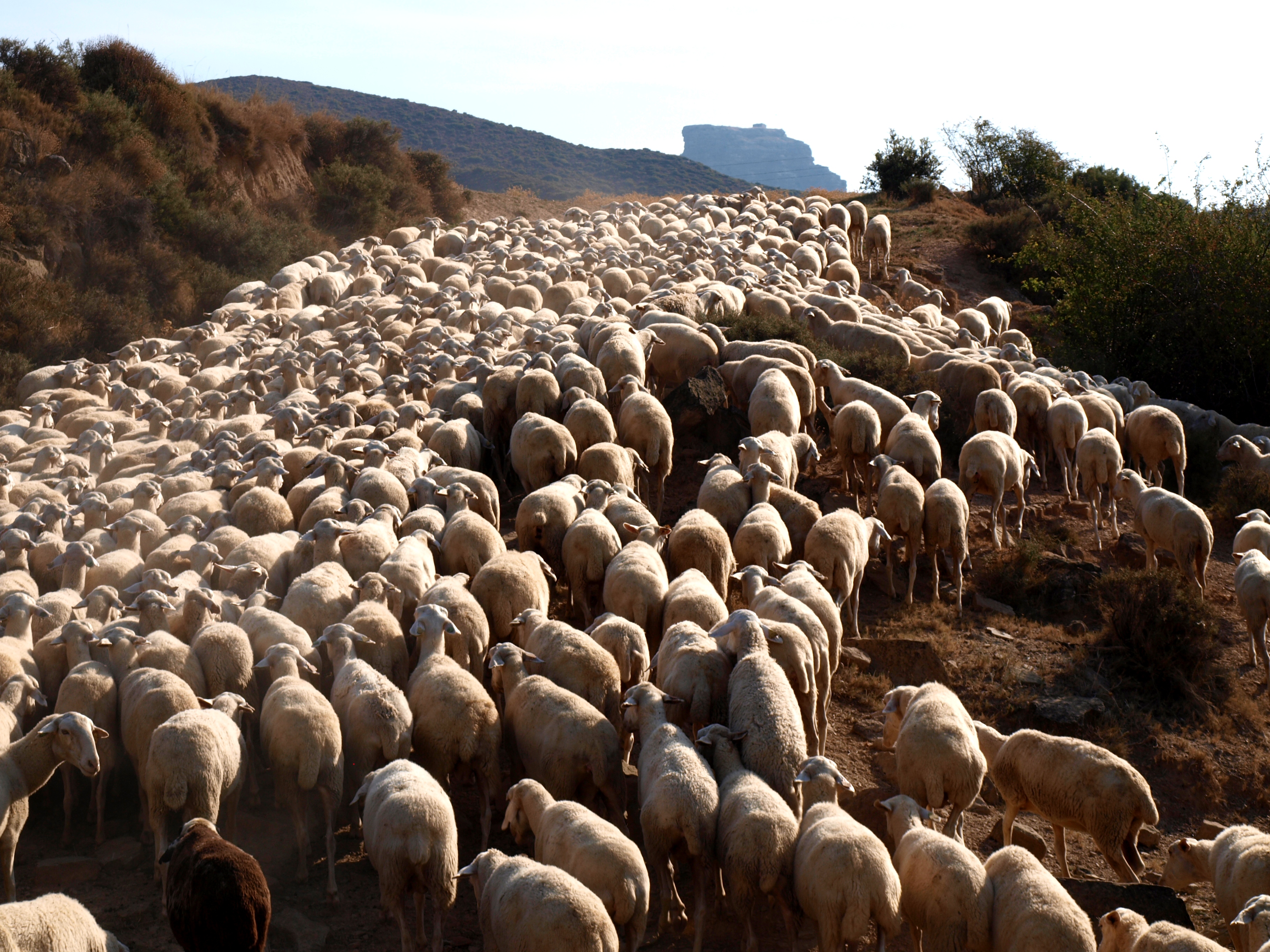 Autor: Ángel Manuel Macias Lacarta<br/>Año: 2011.<br/>Rebaño hacia el Salto de Roldan (Huesca).<br/>Imagen facilitada por la Asociación Nacional...