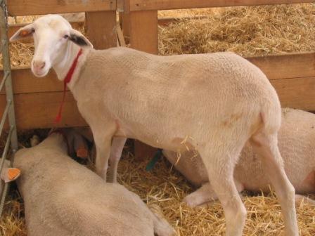 Autor: UPRA-Grupo Pastores<br/>Año: 2004<br/>Sexo: Hembra<br/>Comentario: Animal preparado para subasta en Expoforga (Feria de Puentelareina - Huesca)