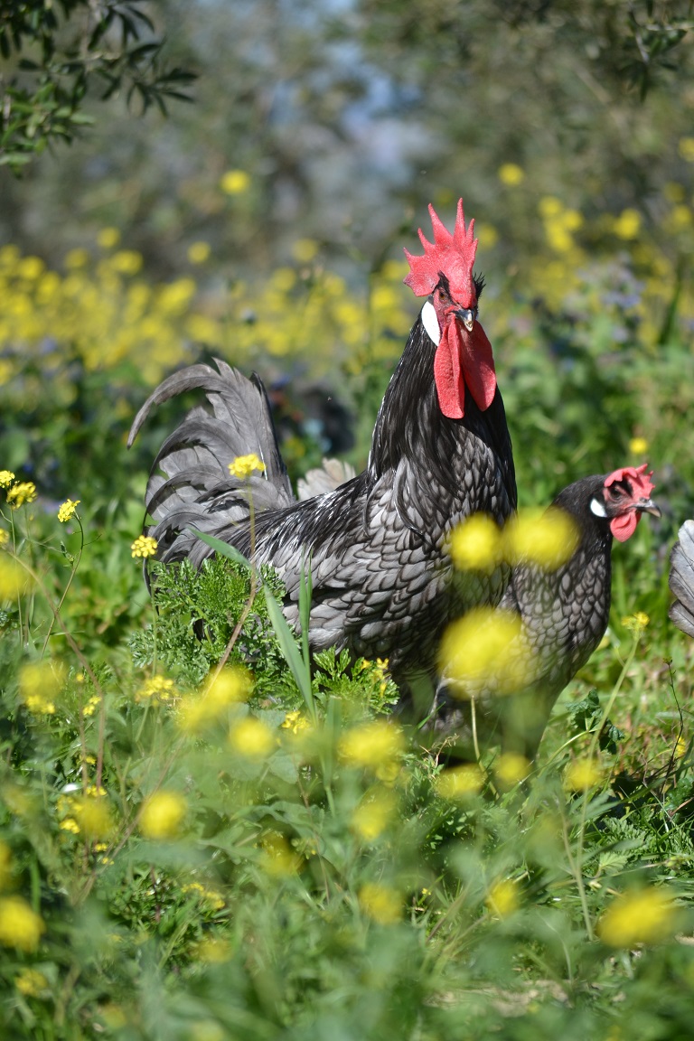 Imagen facilitada por la Asociación Española de Criadores de Gallinas de Raza Andaluza Azul;<br/>Sexo: Macho y Hembra<br/>