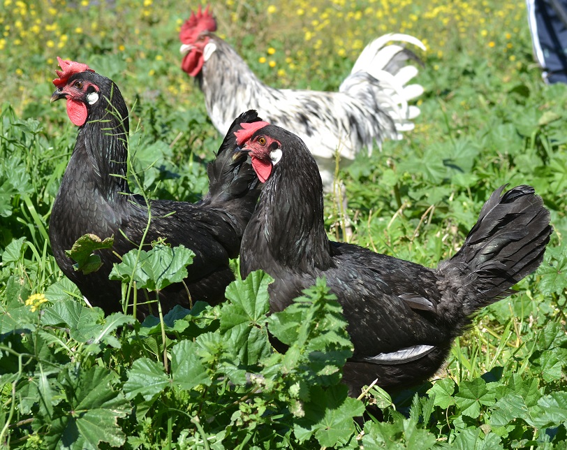 Imagen facilitada por la Asociación Española de Criadores de Gallinas de Raza Andaluza Azul;<br/>Sexo: Macho blanco sucio y hembras negras<br/>