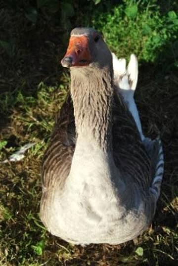 Imagen facilitada por la Federación Española de Avicultura, Colombicultura y Cunicultura de Raza (FESACOCUR).