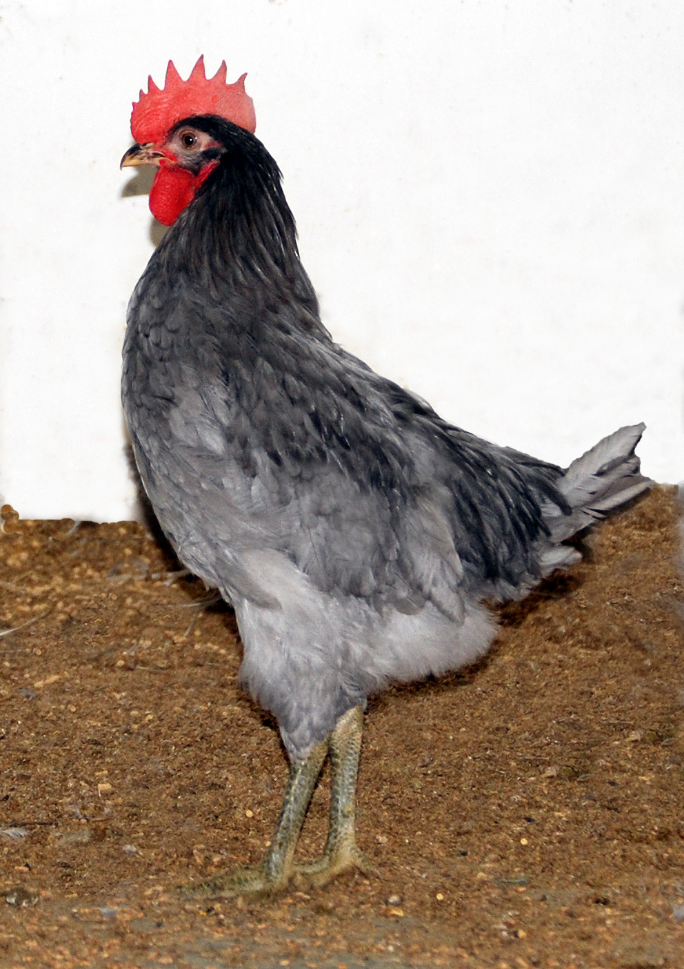 Imagen facilitada por la Asociación Española de Criadores de Gallinas de Raza Andaluza Azul;<br/>Sexo: Macho y Hembra<br/>