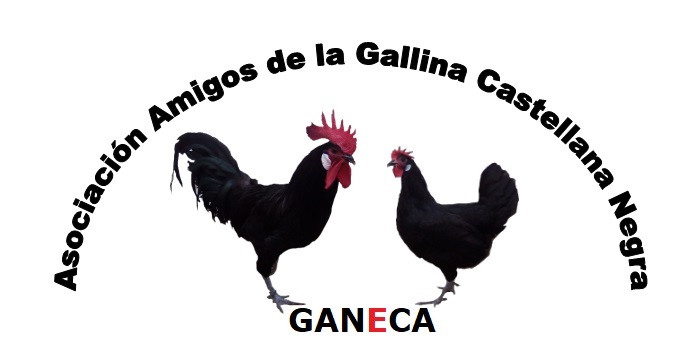 <br/>Sexo: grupo de hembras.<br/>Imagen facilitada por la Asociación Nacional de Criadores de Gallinas Selectas de Pura Raza Castellana.