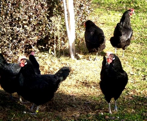 Autor: Teodoro Moreno Rosell.<br/>Año: 2009-2013.<br/>Sexo: grupo de hembras.<br/>Imagen facilitada por la Asociación Nacional de Criadores de...