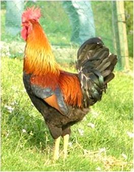 Imagen facilitada por la Federación Española de Avicultura, Colombicultura y Cunicultura de Raza (FESACOCUR).