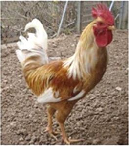 Imagen facilitada por la Federación Española de Avicultura, Colombicultura y Cunicultura de Raza (FESACOCUR).<br/>Sexo: macho.