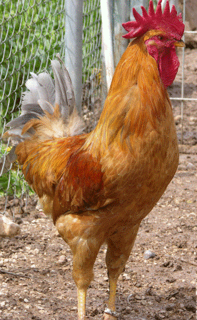 Autor: Joan Pou;<br/>Sexo: Macho