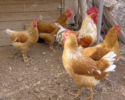 Autor: Joan Pou;<br/>Sexo: Rebaño;<br/>Comentario: Grupo de aves de la raza Empordanesa