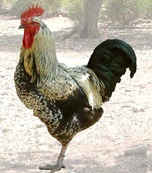 Imagen facilitada por la Federación Española de Avicultura, Colombicultura y Cunicultura de Raza (FESACOCUR).