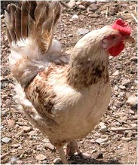 Imagen facilitada por la Federación Española de Avicultura, Colombicultura y Cunicultura de Raza (FESACOCUR).<br/>Sexo: Hembra.