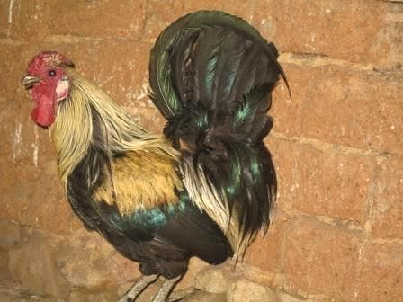 Comentario: Fotografía facilitada por FEAGAS