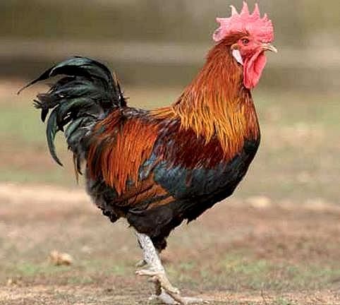 Imagen facilitada por el Instituto Nacional de Investigación y Tecnología Agraria y Alimentaria (INIA).<br/>Fuente: “Razas españolas de gallinas....