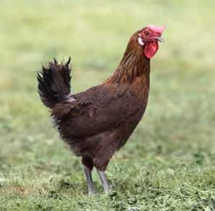 Imagen facilitada por el Instituto Nacional de Investigación y Tecnología Agraria y Alimentaria (INIA).<br/>Fuente: “Razas españolas de gallinas....