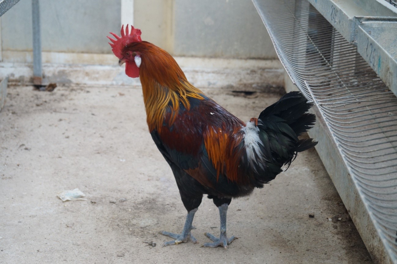 Autor Foto: Jaume Berenguer i Boix. Macho variedad Aperdizada.