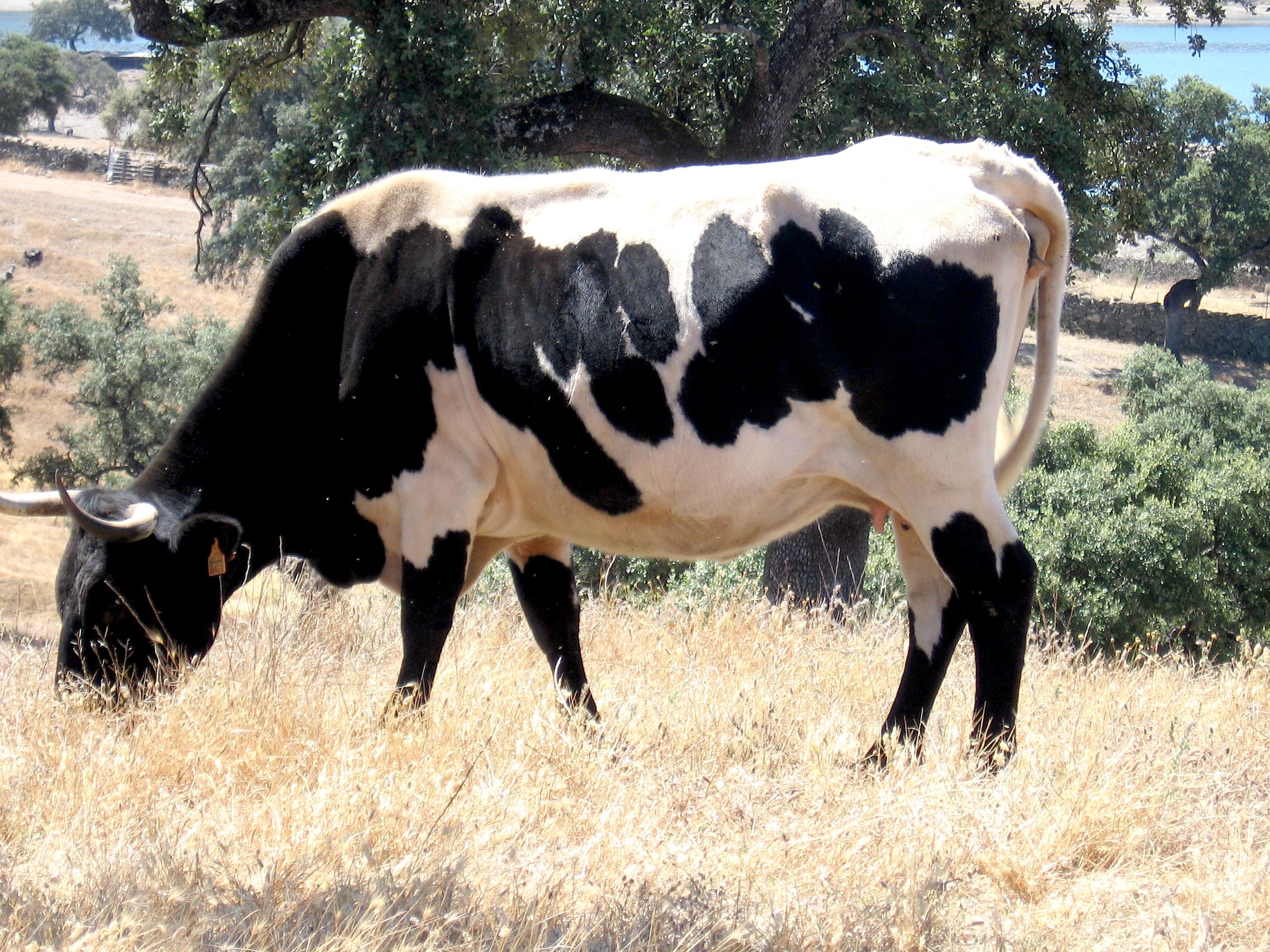 Imagen facilitada por la AGRUPACIÓN NACIONAL DE ASOCIACIONES DE CRIADORES DE GANADO BOVINO DE LAS RAZAS BERRENDA EN NEGRO Y BERRENDA EN COLORADO...