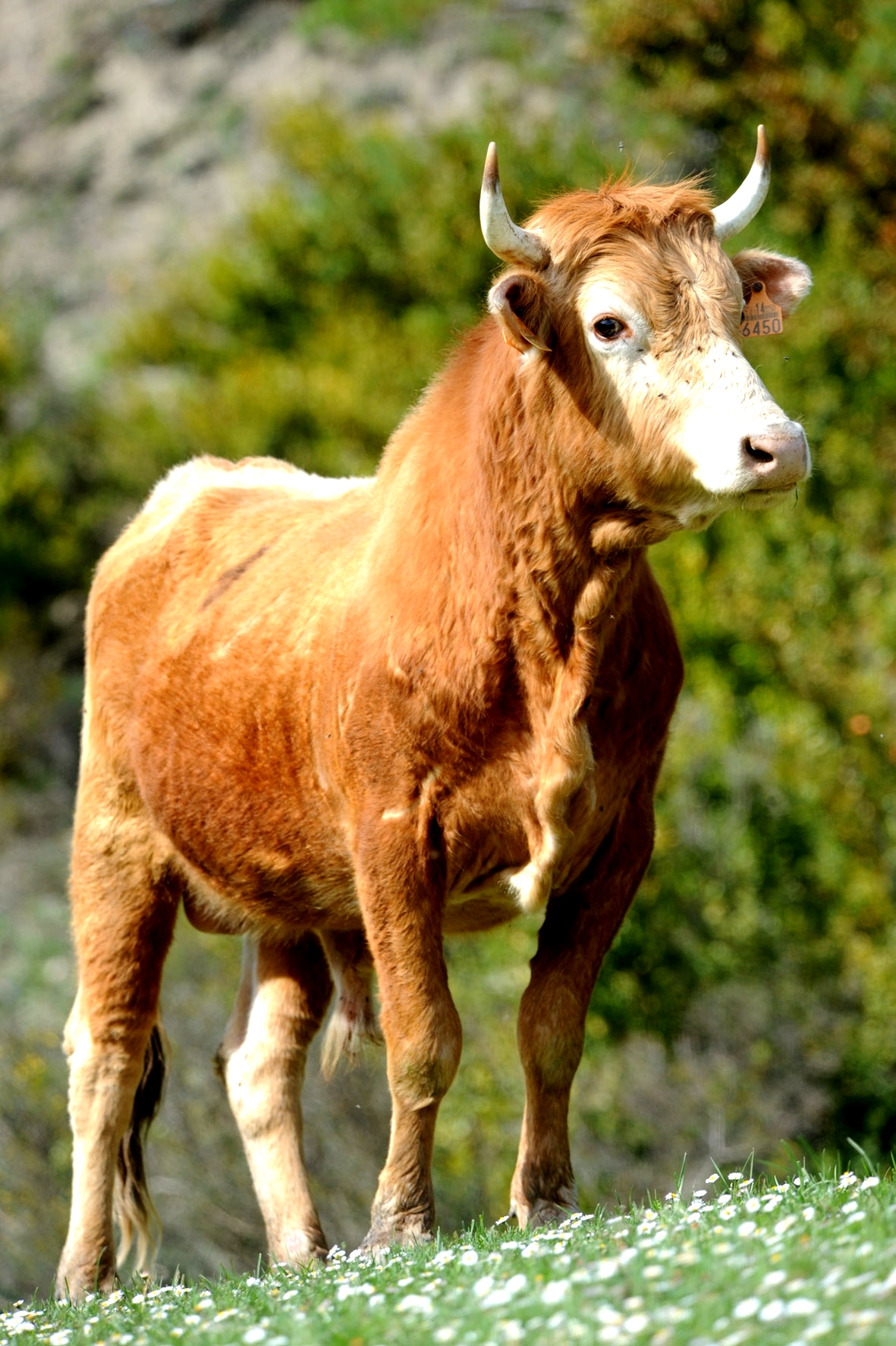 Sexo: macho.<br/>Imagen facilitada por la ASOCIACIÓN DE GANADEROS DE BETIZU DE NAVARRA (ASBENA).