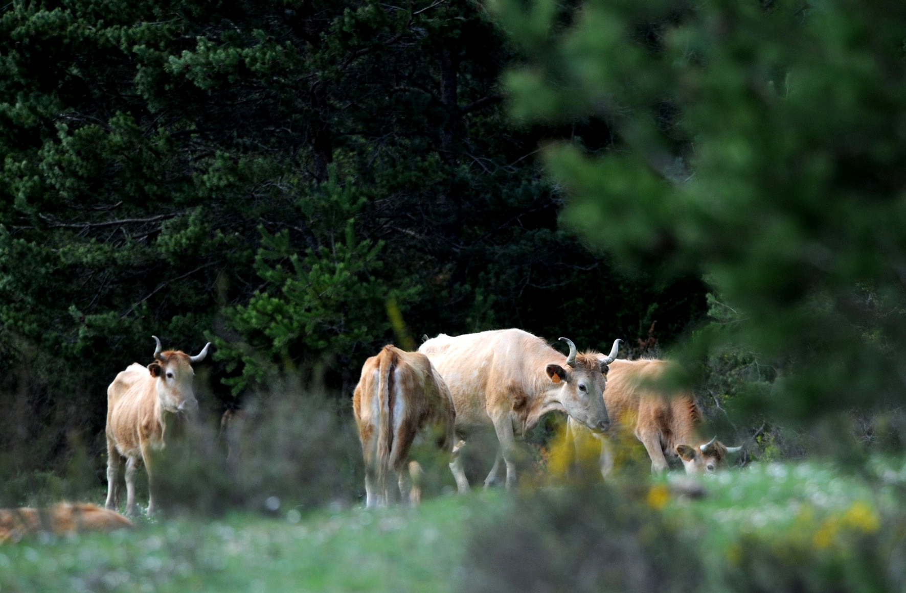 Animales en su medio natural. <br/>Imagen facilitada por la ASOCIACIÓN DE GANADEROS DE BETIZU DE NAVARRA (ASBENA).