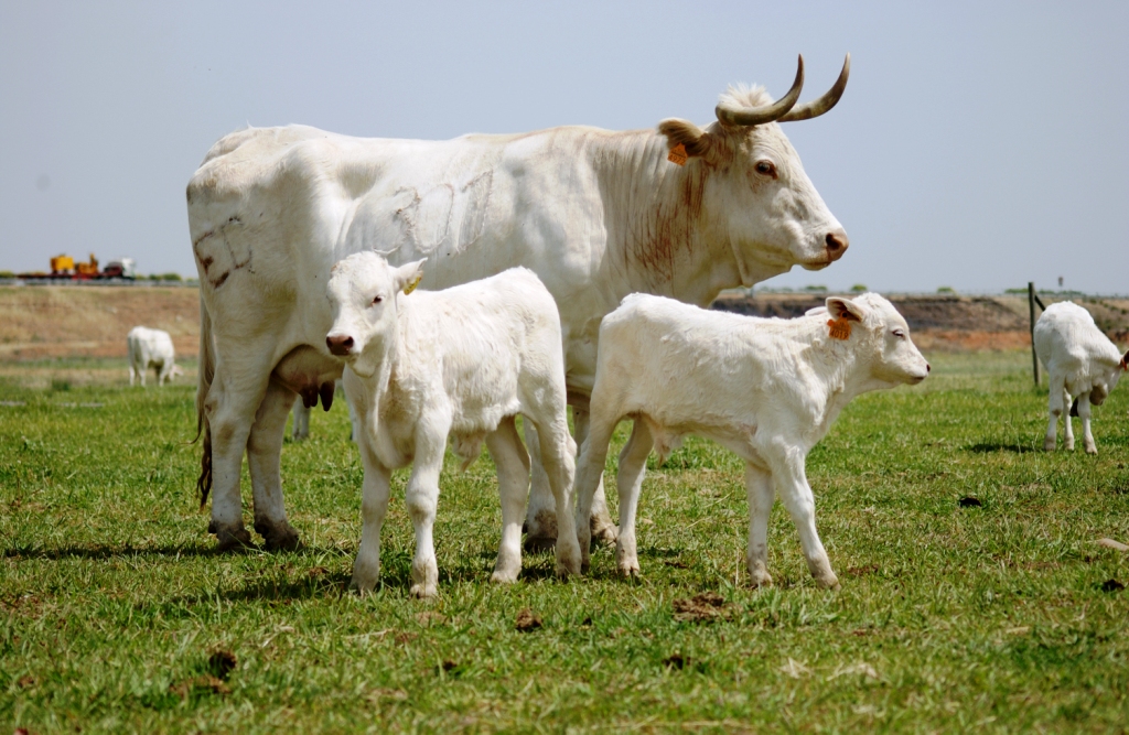 Imagen de Blanca Cacereña (hembra), fuente MAGRAMA.