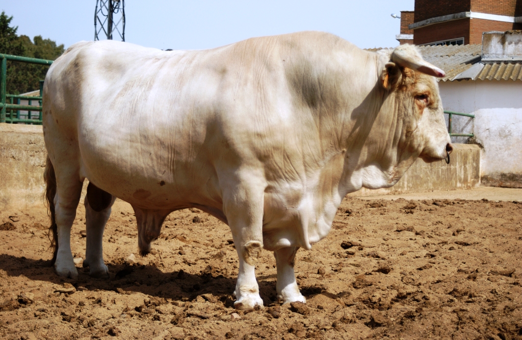 Imagen de Blanca Cacereña (macho). fuente MAGRAMA.