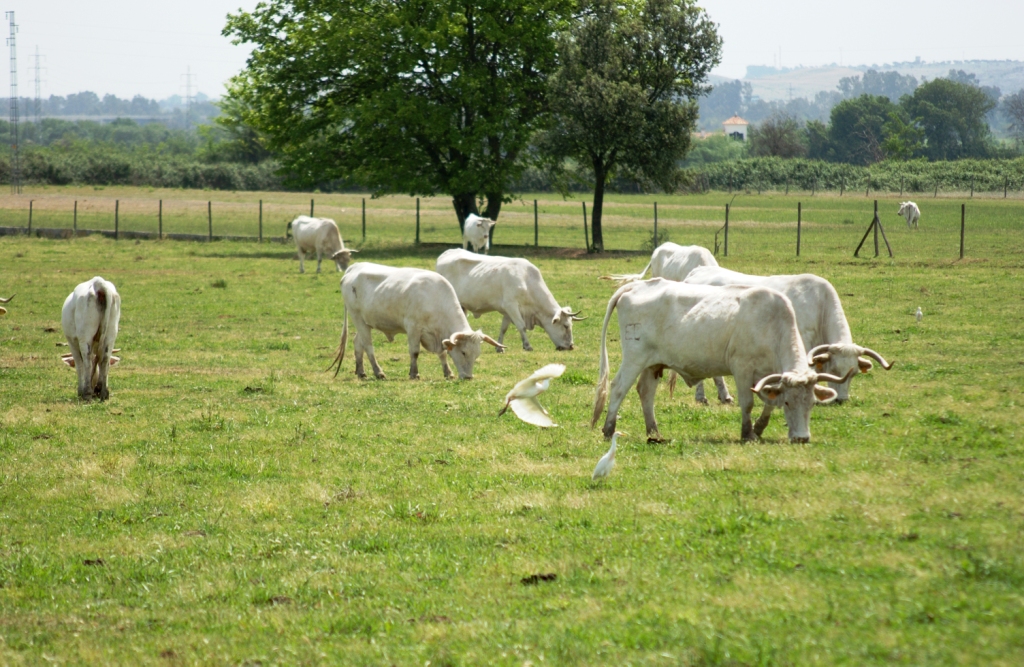 Imagen de Blanca Cacereña en su medio natural, fuente MAGRAMA.