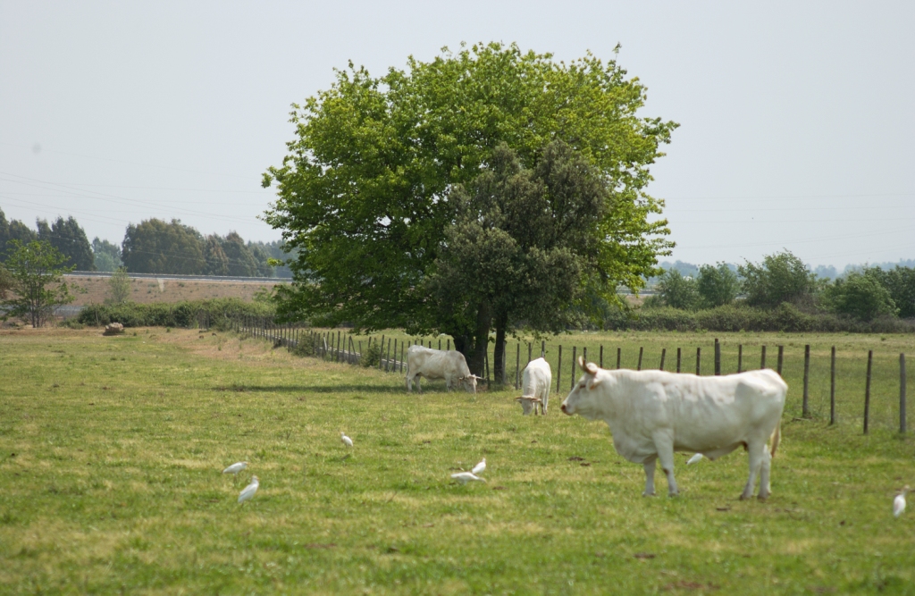 Imagen de Blanca Cacereña en su medio natural, fuente MAGRAMA.
