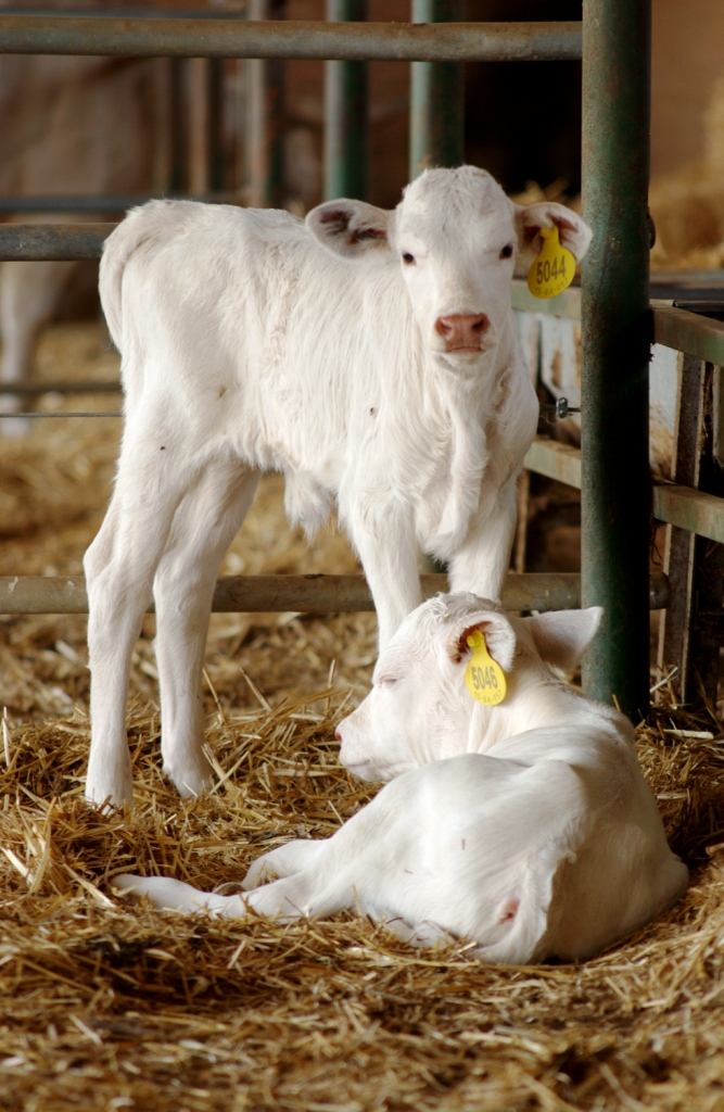 Imagen de Blanca Cacereña (crías), fuente MAGRAMA
