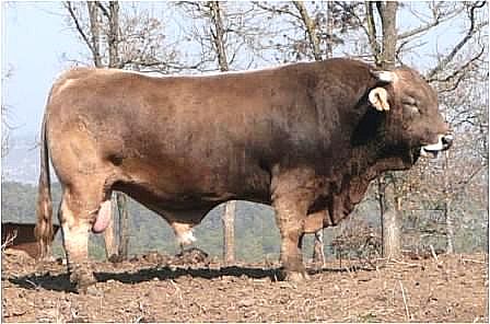 Autor: Jesús Piedrafita;<br/>Sexo: Macho;<br/>Comentario: Toro adulto