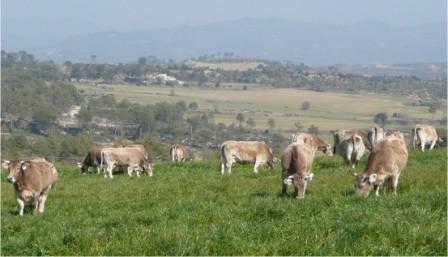  <br/>Autor: Jesús Piedrafita;<br/>Sexo: Rebaño;<br/>Comentario: Vacas pastando en el Berguedà