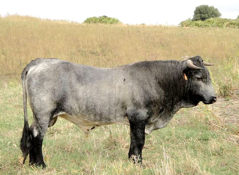 Autor: Ana María González Martínez.<br/>Año: 2012<br/>Sexo: Macho.<br/>Comentario: Explotación Agropecuaria La Pitilla.<br/>Imagen facilitada por...