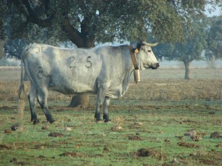 Comentario: Fotografía facilitada por FEAGAS