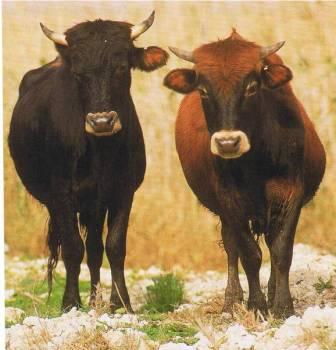 Comentario: Fotografía facilitada por FEAGAS