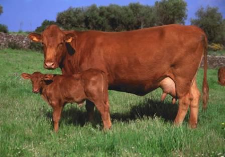 Sexo: Hembra; <br/>Comentario: Fotografía facilitada por FEAGAS