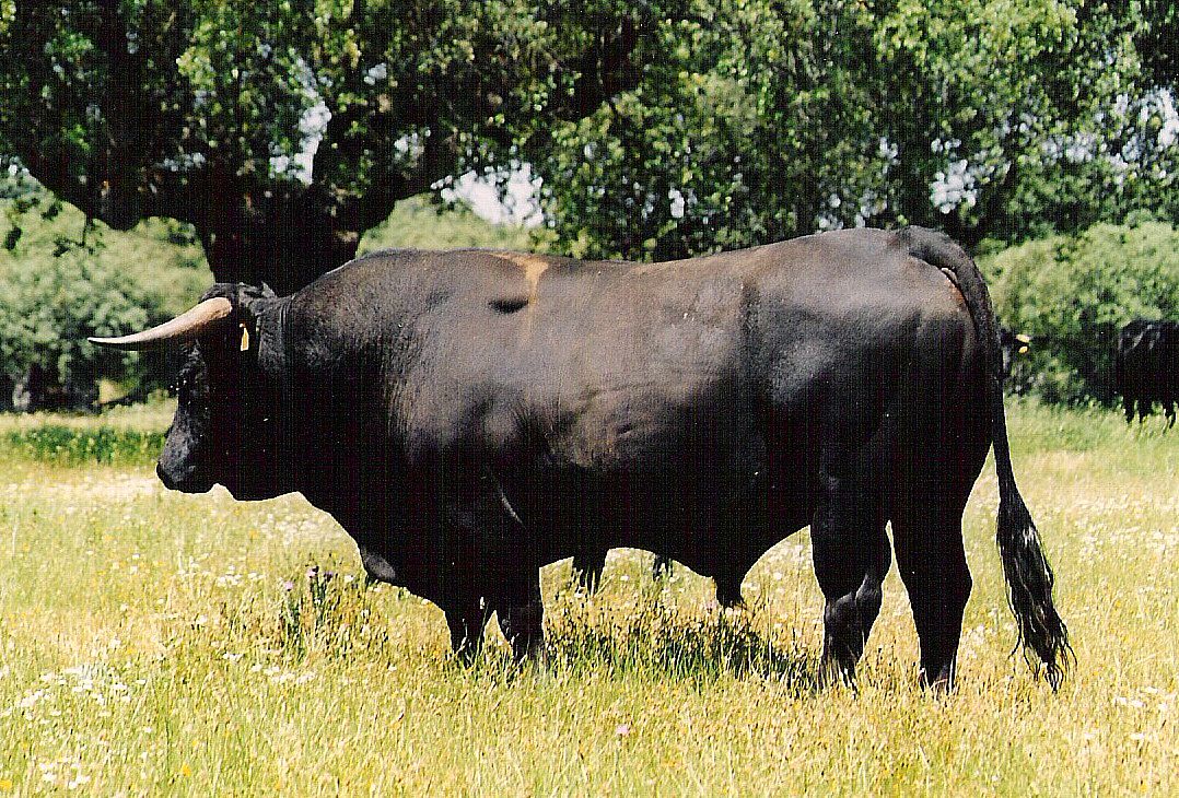 Autor: Asociación Nacional de Criadores de Ganado Vacuno Selecto de raza Morucha.<br/>Año: 2000.<br/>Sexo: macho.