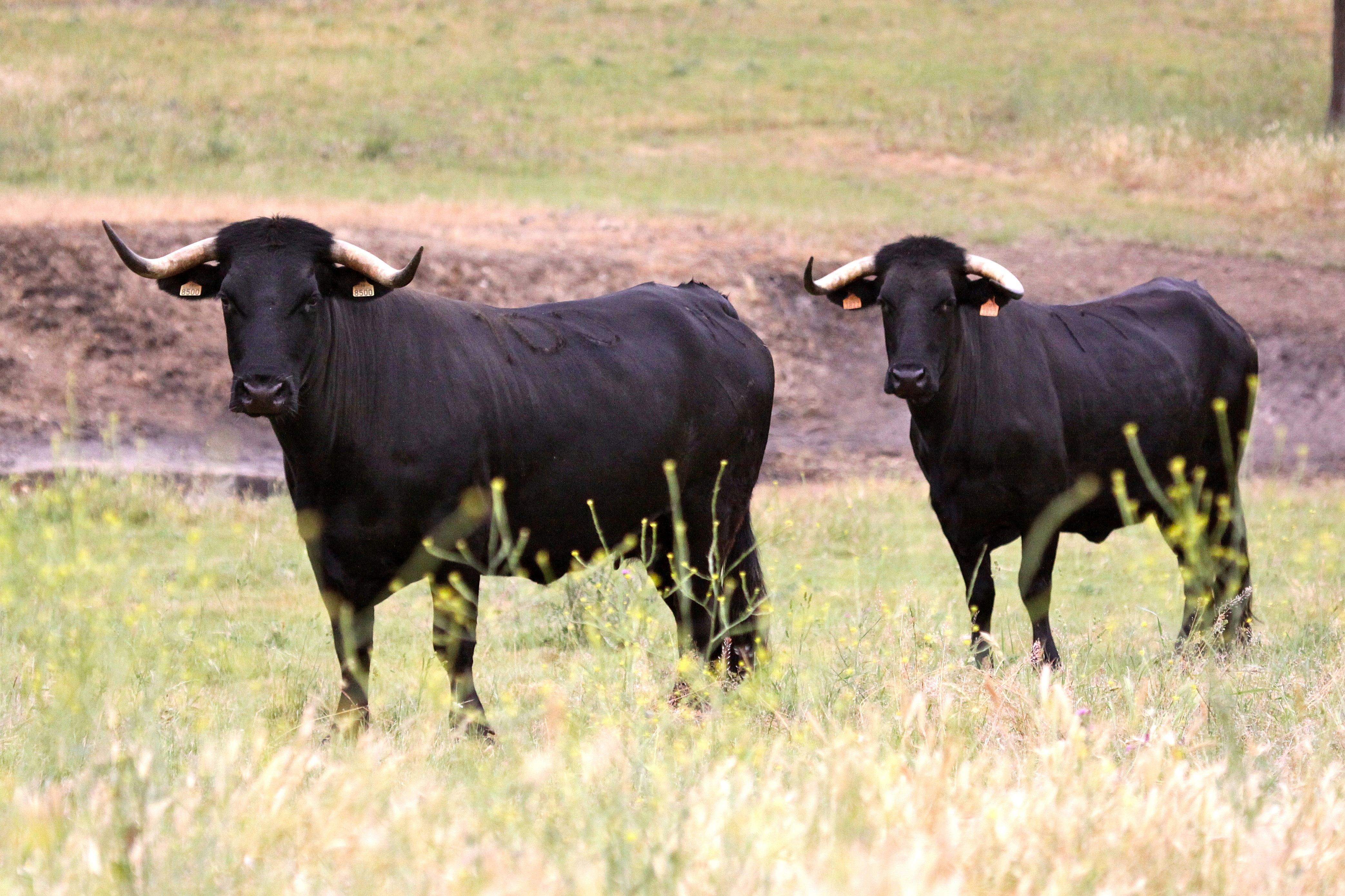 Autor: Asociación Nacional de Criadores de Ganado Vacuno Selecto de raza Morucha.<br/>Sexo: pareja de hembras. 