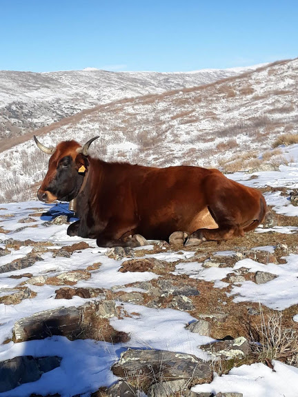 Autor: Asociación de criadores de ganado vacuno de raza Pajuna<br/>