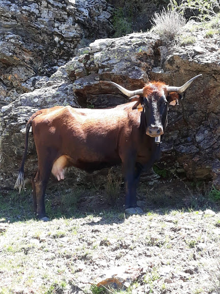 Autor: Asociación de criadores de ganado vacuno de raza Pajuna