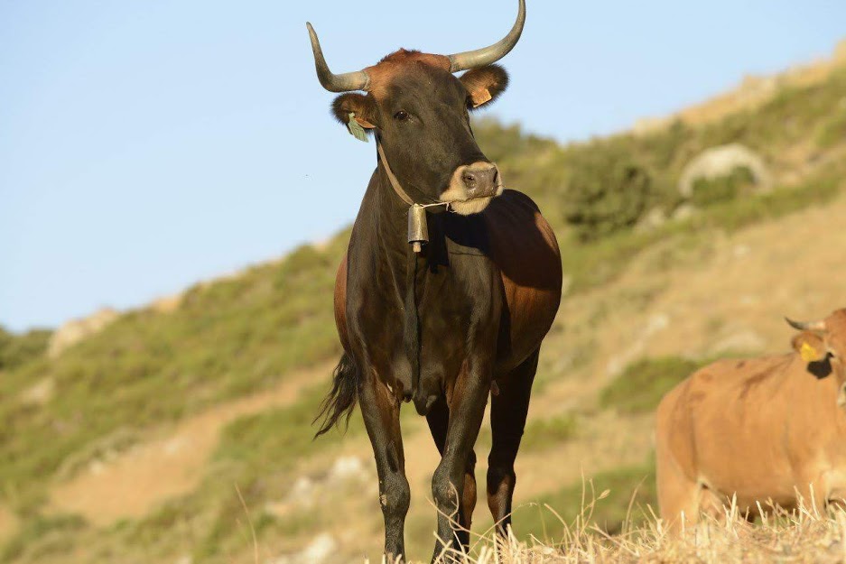 Autor: Asociación de criadores de ganado vacuno de raza Pajuna