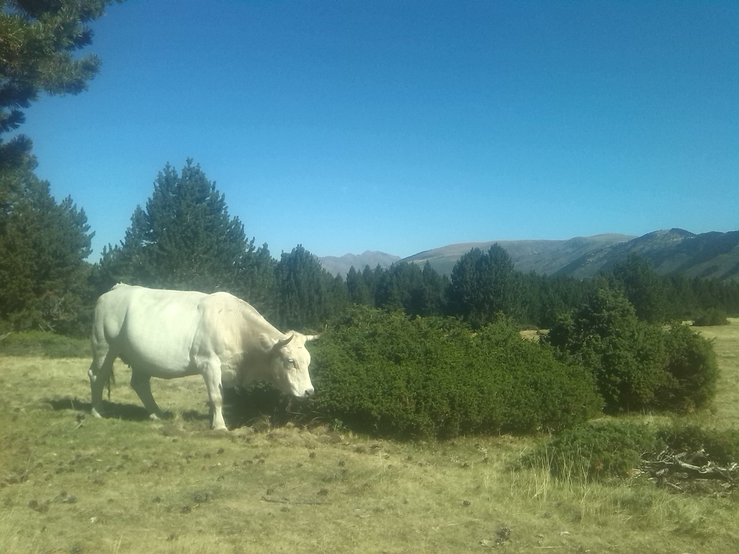 autor: Ignasi Sinfreu