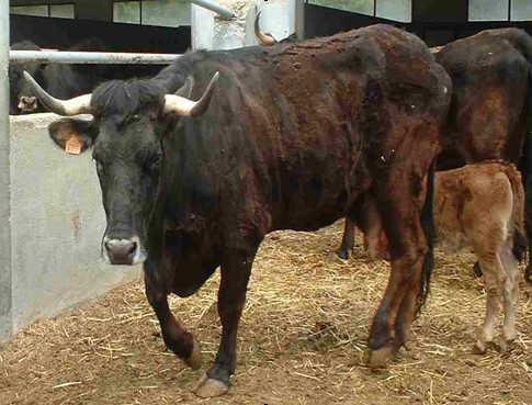 Autor: Francisco Abril; <br/>Año: 2007; <br/>Sexo: Hembra;<br/>Comentario: Ejemplares llevados al CENSyRA (actualATPSyRA) de Zaragoza para su...