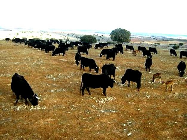 Autor: Asociación de Serrana Negra; <br/>Año: 2010;<br/>Sexo: Rebaño