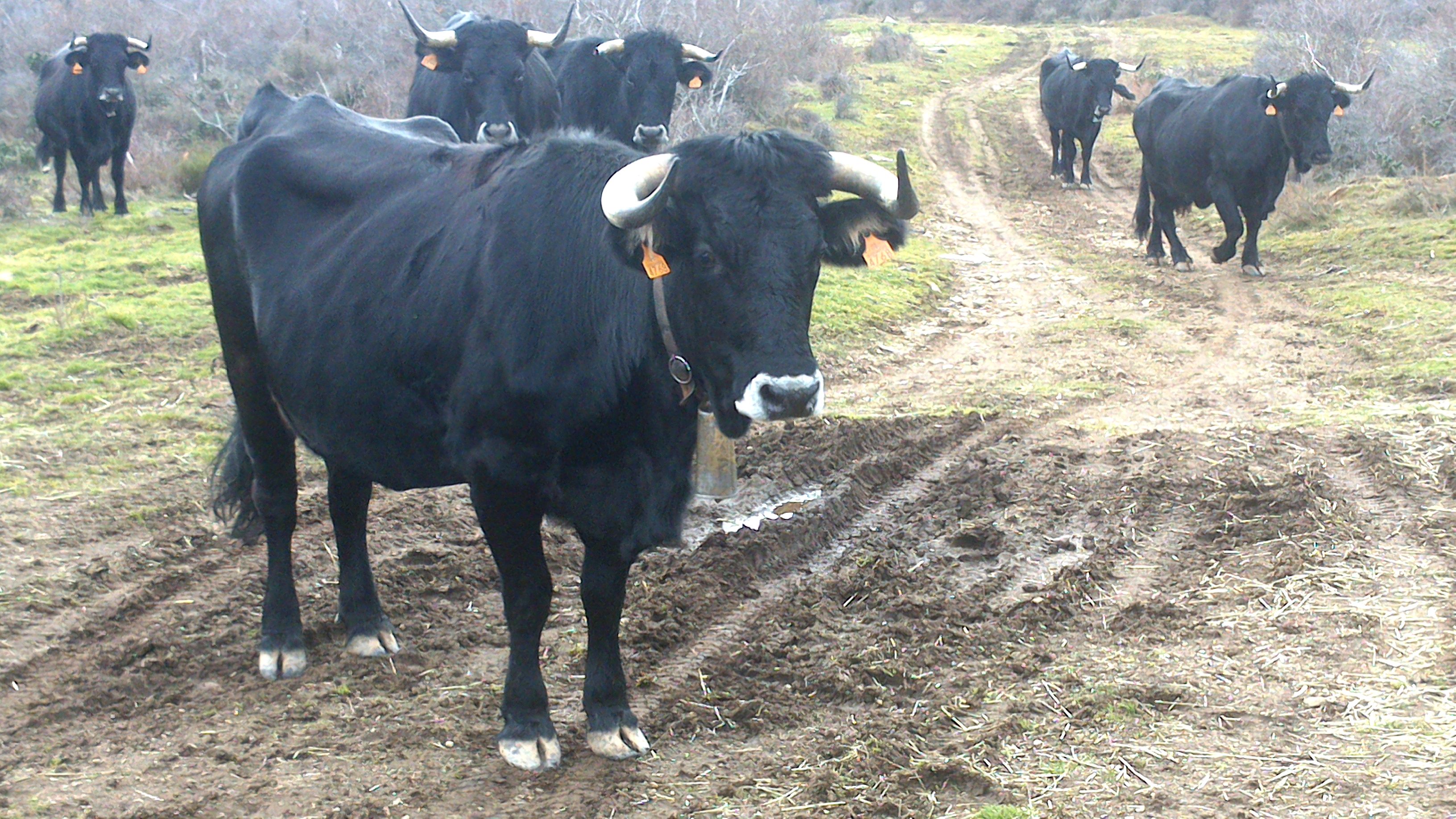 Autor: Juan Martínez.<br/>Año: 2014.<br/>Rebaño.<br/>Comentario: Valtarejos (Soria).<br/>Imagen facilitada por la ASOCIACIÓN DE CRIADORES DE...